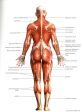 Anatomy And 100 Stretching Exercises For Runners Online